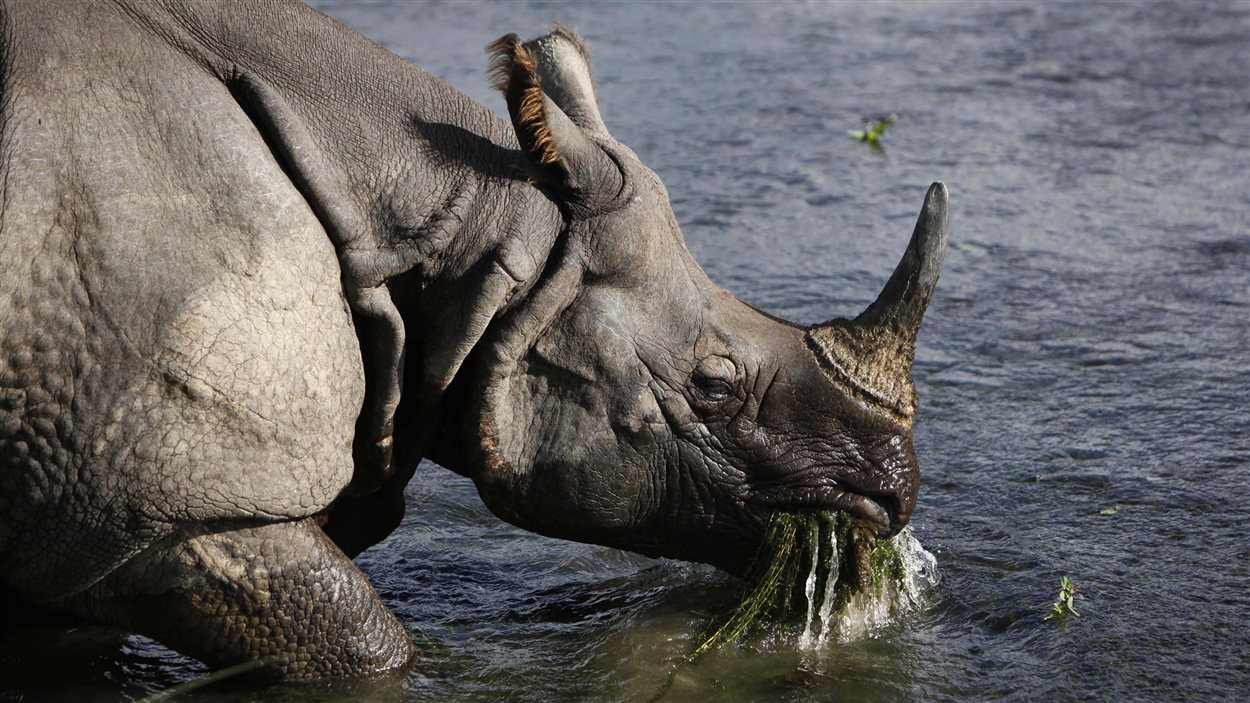 Un rhinocéros unicorne près de la rivière bordant le parc national de Chitwan, à 70 km au sud-ouest de Katmandou, au Népal. Un rhinocéros unicorne près de la rivière bordant le parc national de Chitwan, à 70 km au sud-ouest de Katmandou, au Népal.