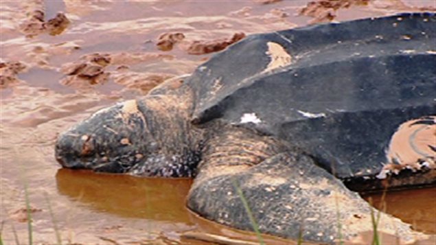 La tortue luth découverte en Nouvelle-Écosse. La tortue luth découverte en Nouvelle-Écosse.