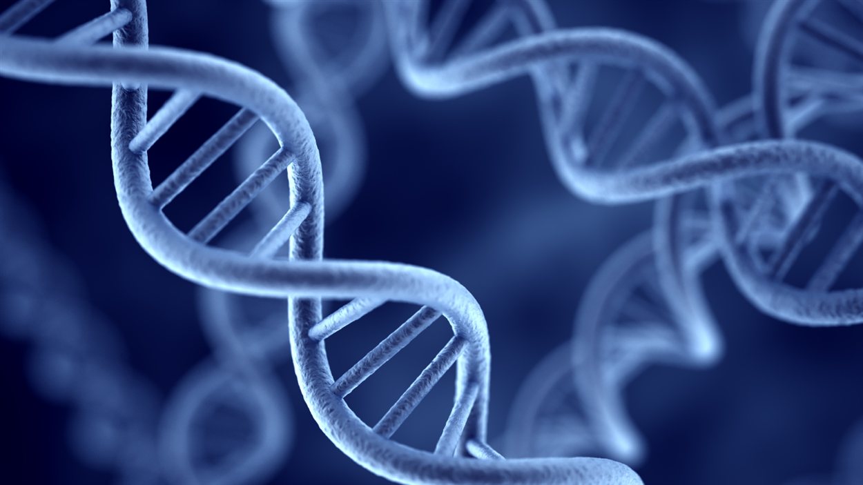 La double hélice de l'ADN La double hélice de l'ADN
