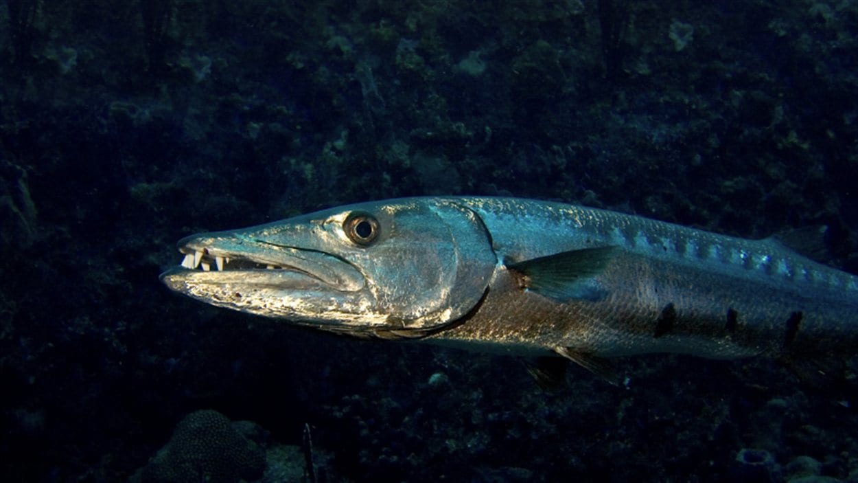 Un barracuda Un barracuda