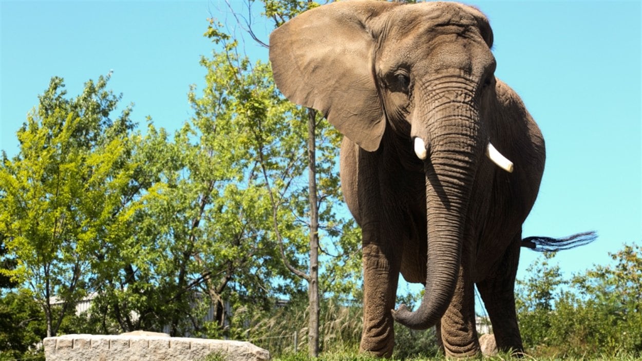 Zoo de Granby Toutoune n'est plus ICI.RadioCanada.ca