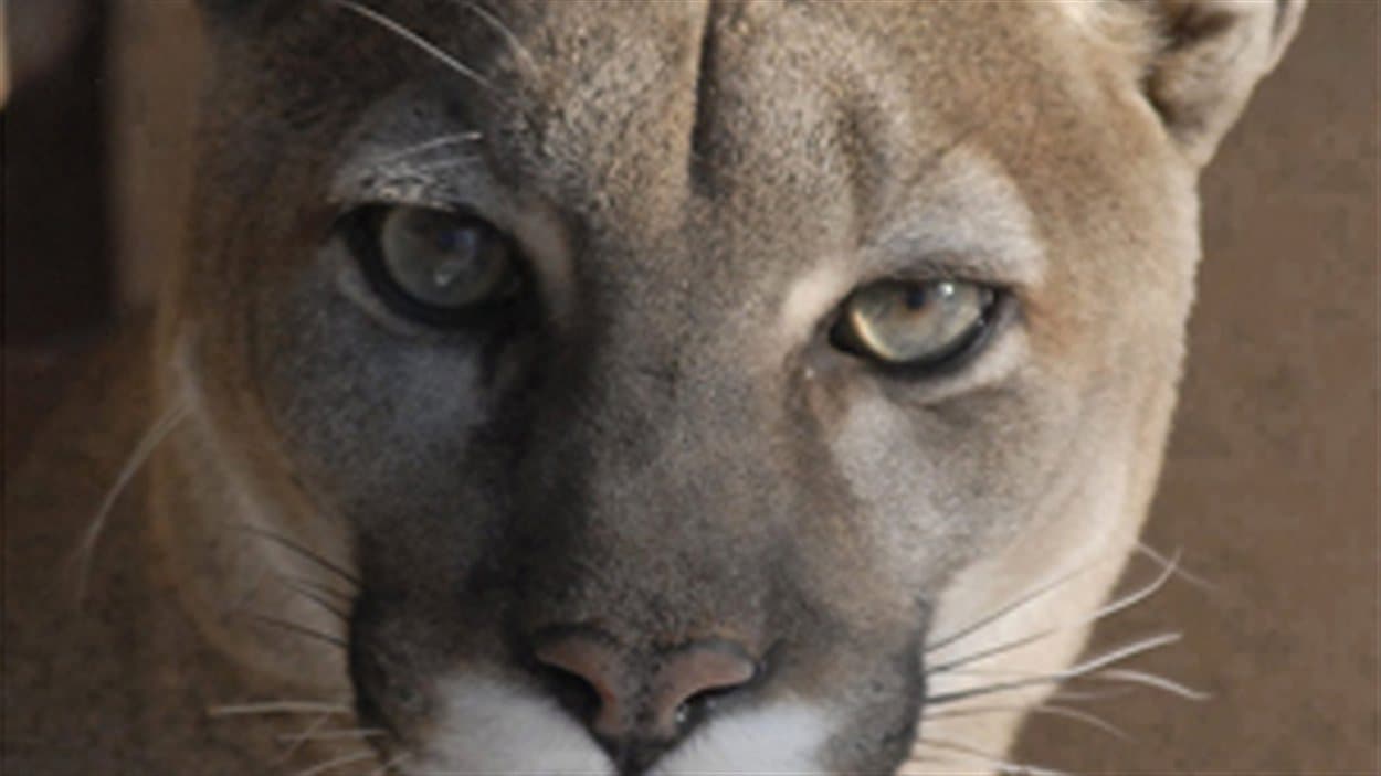 puma animal canada puma animal canada