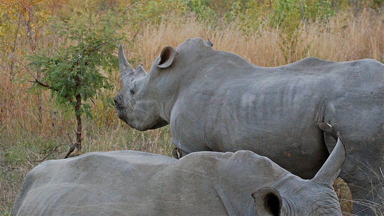 Des rhinocéros du parc national Kruger Des rhinocéros du parc national Kruger