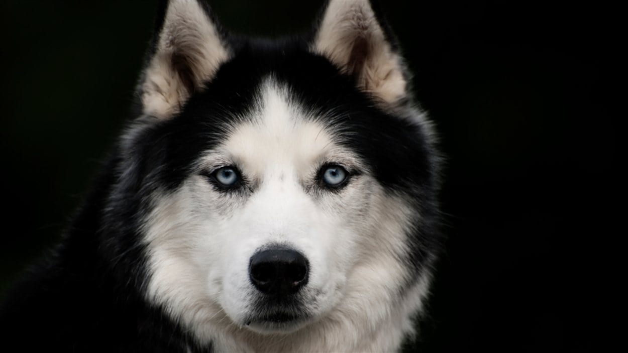 Un chien Un chien