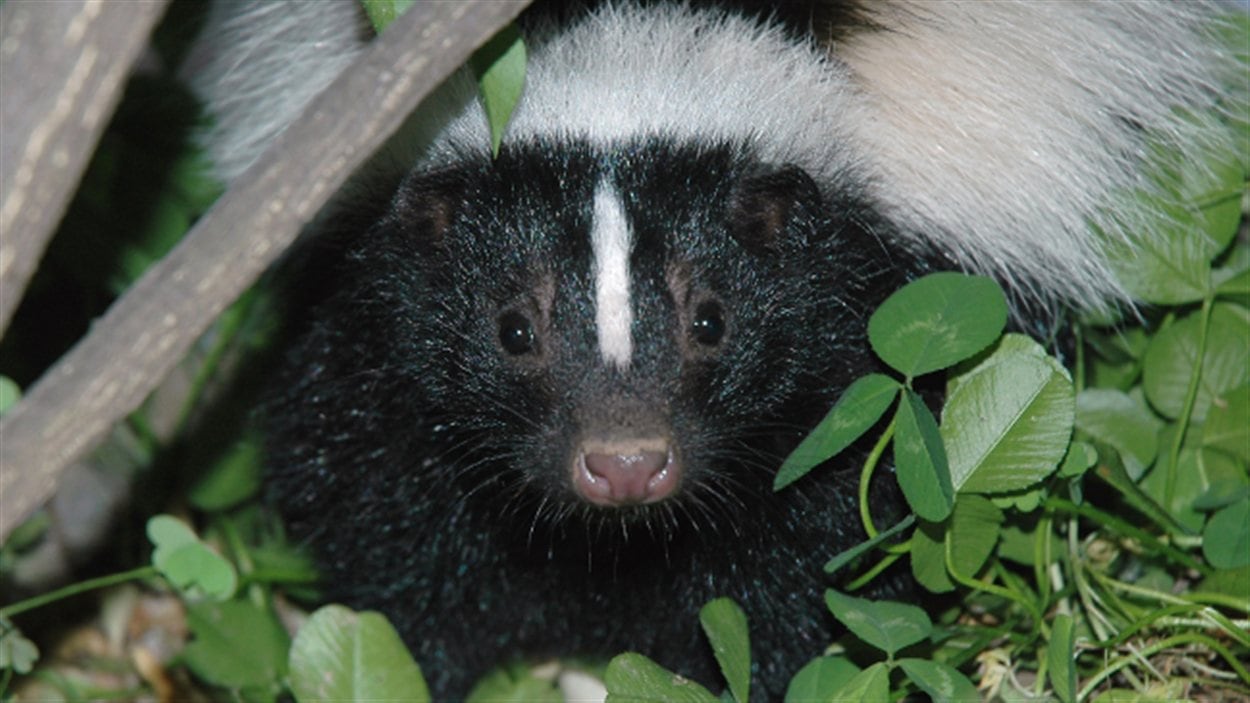 HochelagaMaisonneuve impuissant à régler un problème de moufettes ICI.RadioCanada.ca