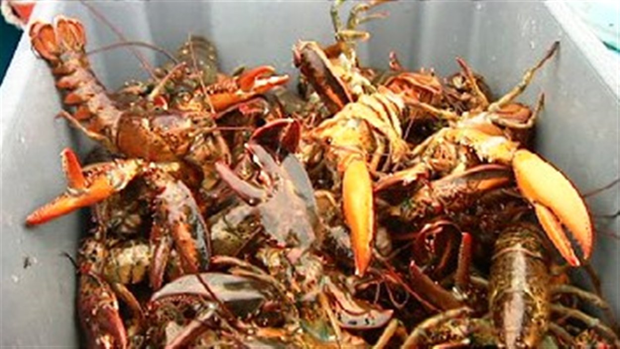 Homard du Nouveau-Brunswick Homard du Nouveau-Brunswick