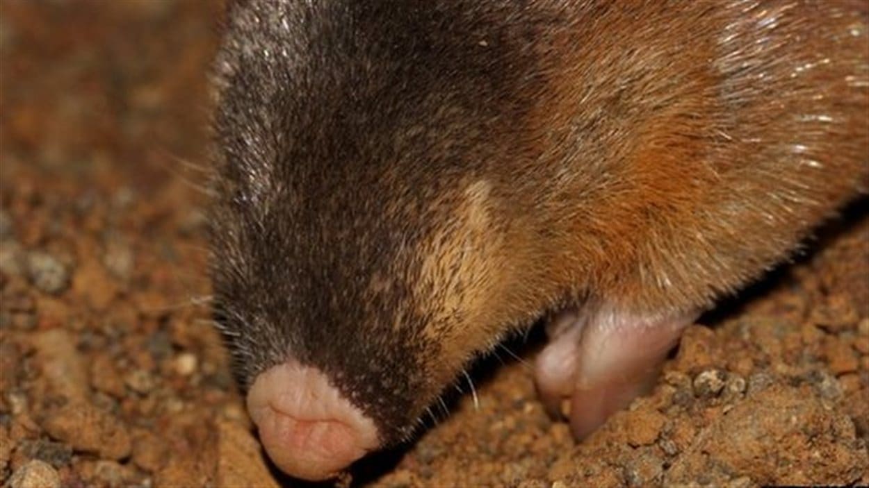 Une taupe dorée hottentote (Amblysomus hottentotus) Une taupe dorée hottentote (Amblysomus hottentotus)