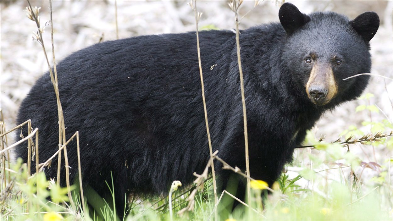 Un ours noir Un ours noir