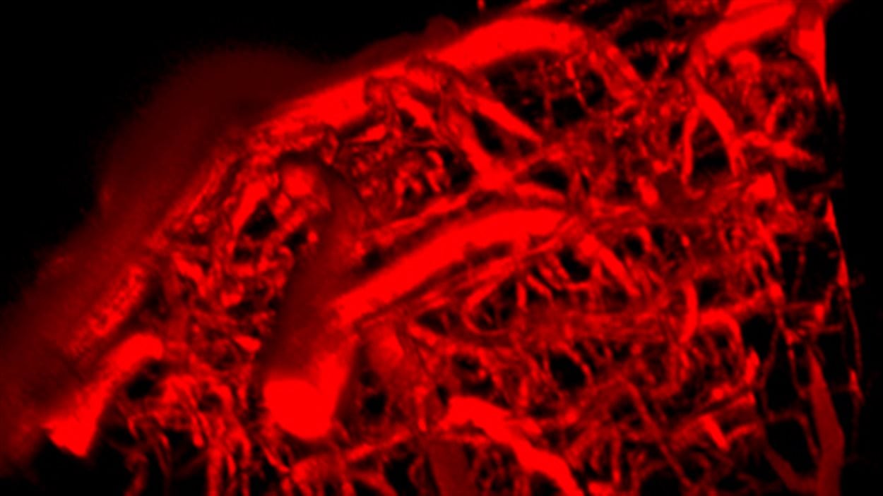 Image du système vasculaire cérébral d'une souris obtenue par microscopie biphotonique en 3D avec ajout du colorant. Image du système vasculaire cérébral d'une souris obtenue par microscopie biphotonique en 3D avec ajout du colorant.