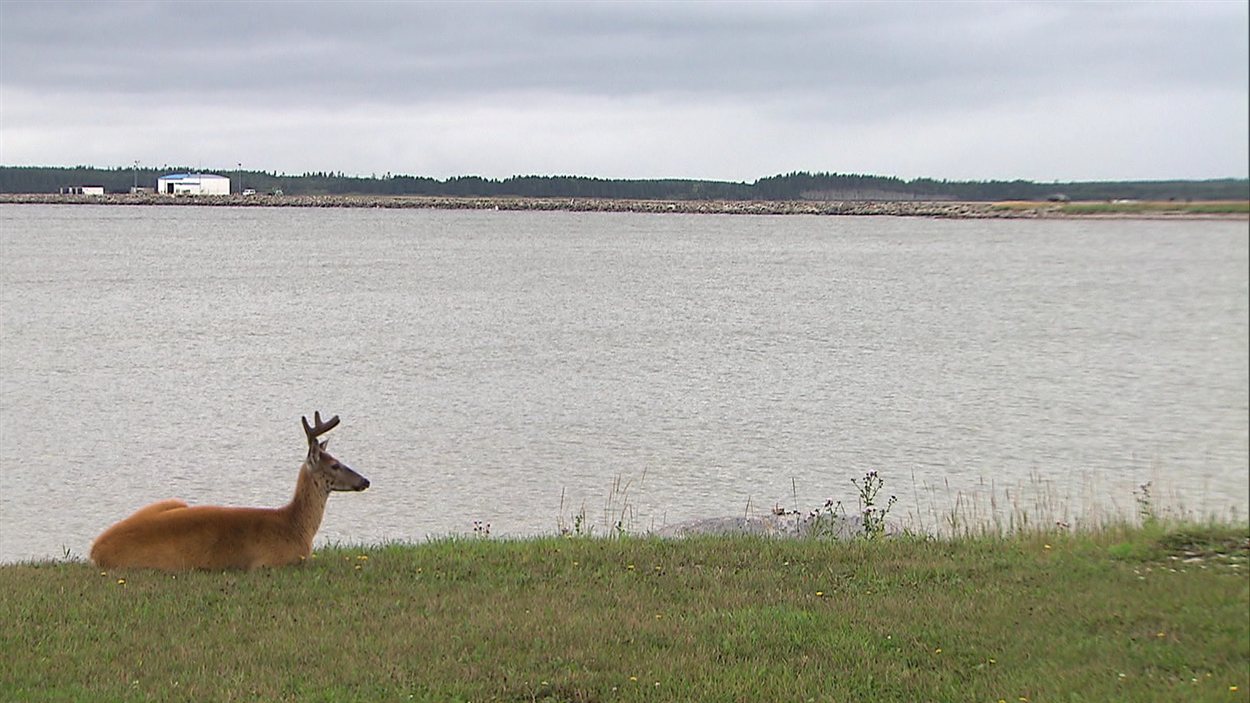 L'île d'Anticosti L'île d'Anticosti