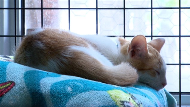 L'été, l'organisme peut recevoir jusqu'à 70 chats chaque jour. L'été, l'organisme peut recevoir jusqu'à 70 chats chaque jour.