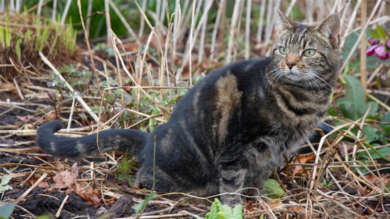 Sit de chat en ligne sans inscription