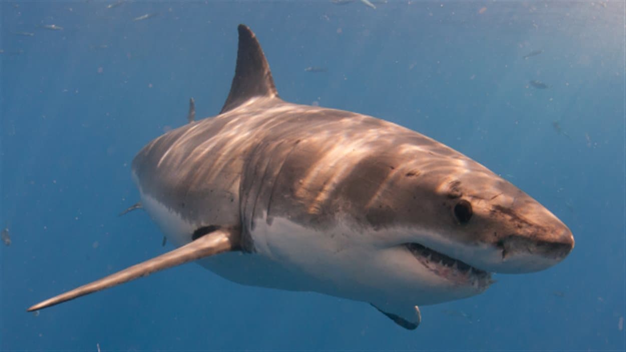 Le grand requin blanc serait plus commun en NouvelleÉcosse ICI.RadioCanada.ca Le grand requin blanc serait plus commun en NouvelleÉcosse ICI.RadioCanada.ca