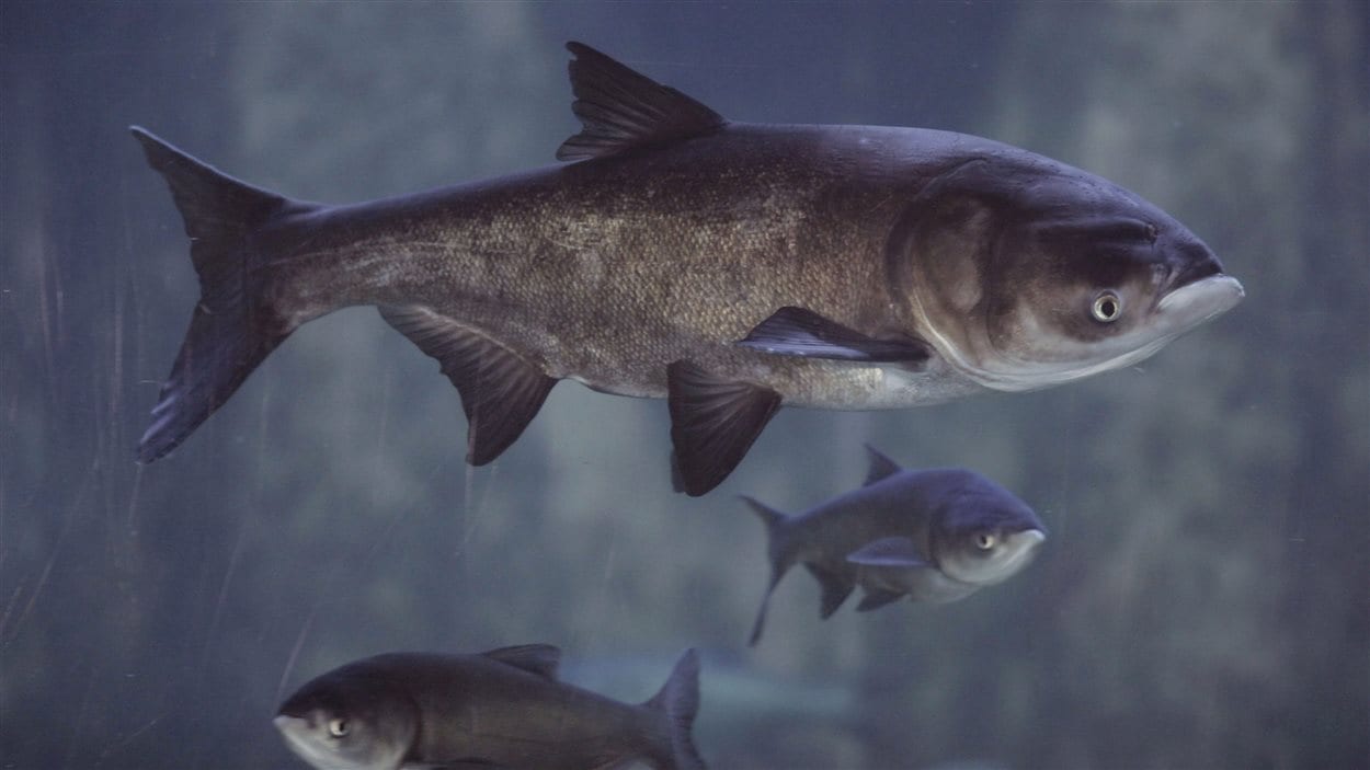 Des carpes asiatiques Des carpes asiatiques