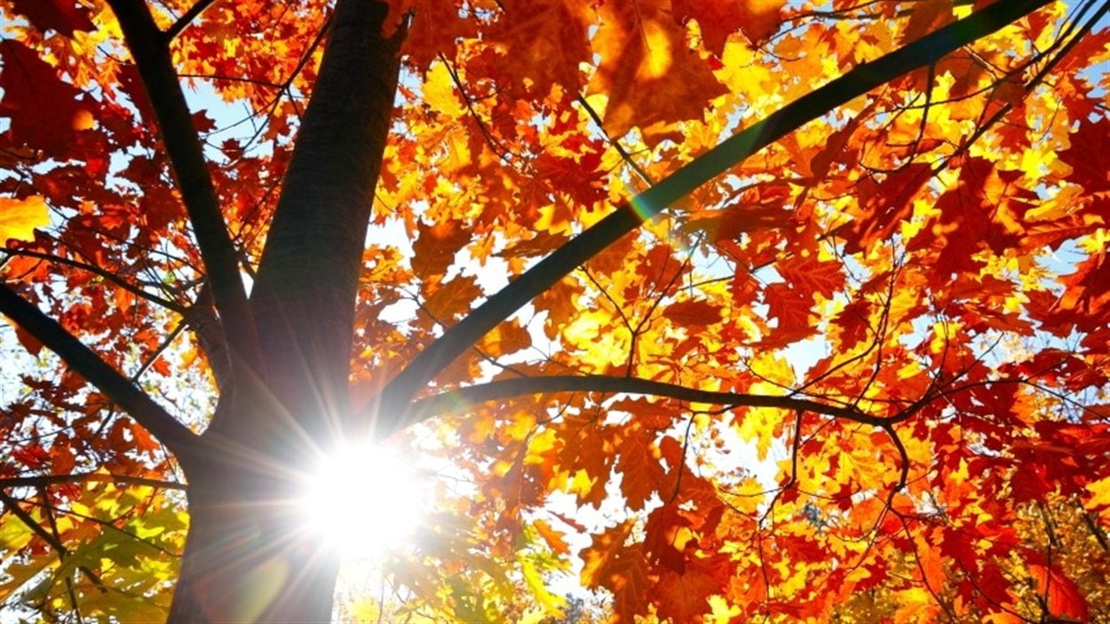 Automne Automne