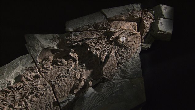 La tête du fossile d'Elpistostege La tête du fossile d'Elpistostege