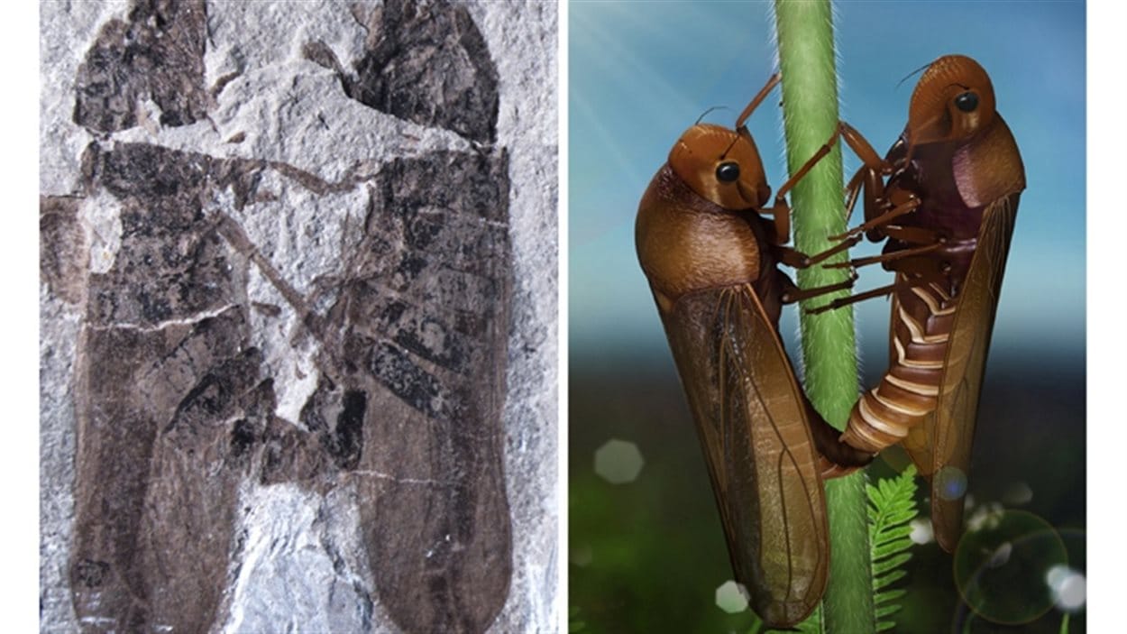 Le fossile (à gauche) et une reconstruction (à droite) des cercopes liés lors de la reproduction. Le fossile (à gauche) et une reconstruction (à droite) des cercopes liés lors de la reproduction.