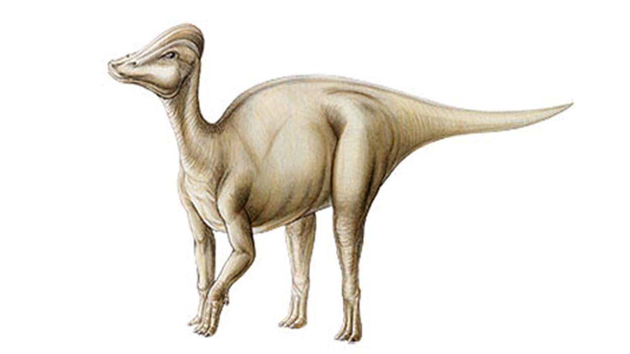 Reconstruction de Amurosaurus riabinini
Reconstruction de Amurosaurus riabinini