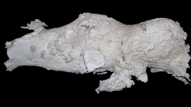 Moulage endocrânien de Amurosaurus Moulage endocrânien de Amurosaurus