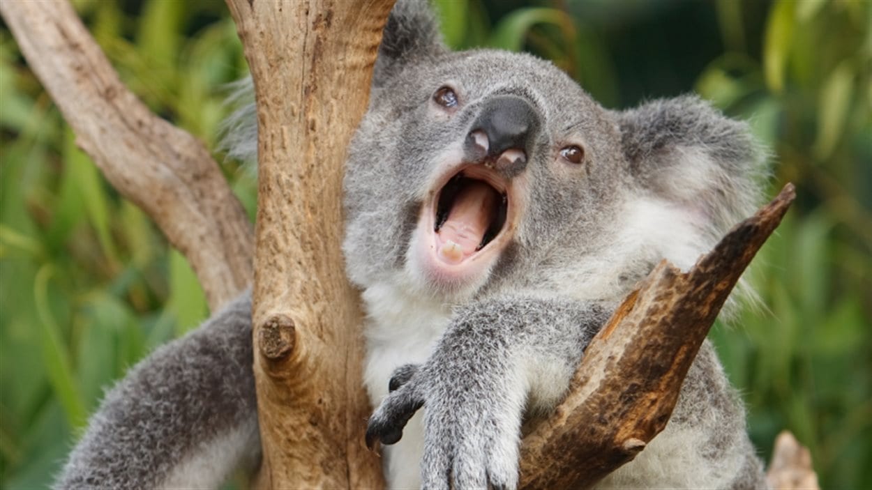 Un organe unique aux koalas ICI.RadioCanada.ca