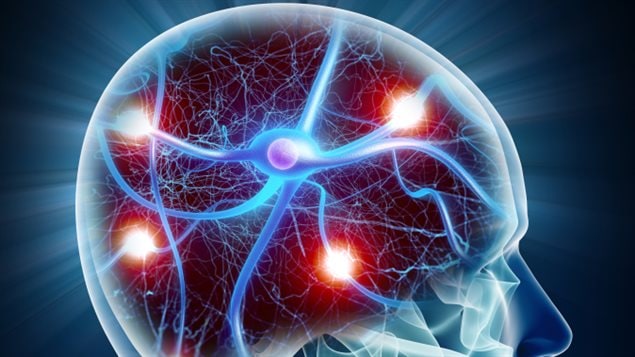 Représentation de neurones dans le cerveau Représentation de neurones dans le cerveau