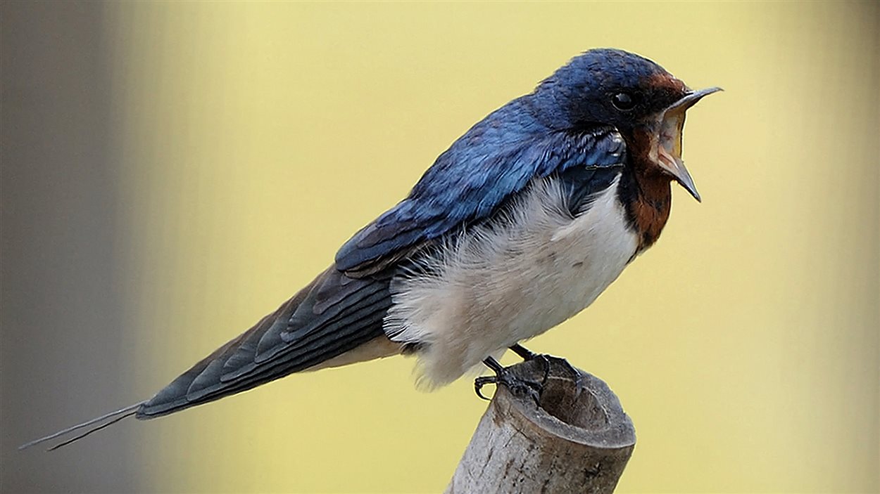 Une espèce d'oiseau sur huit serait menacée dans le monde. Selon l'organisme britannique BirdLife International, les 1313 espèces qui sont en voie de disparition seraient surtout menacées par l'activité humaine. L’hirondelle rustique (photo) fait partie de ces espèces menacées. Une espèce d'oiseau sur huit serait menacée dans le monde. Selon l'organisme britannique BirdLife International, les 1313 espèces qui sont en voie de disparition seraient surtout menacées par l'activité humaine. L’hirondelle rustique (photo) fait partie de ces espèces menacées.