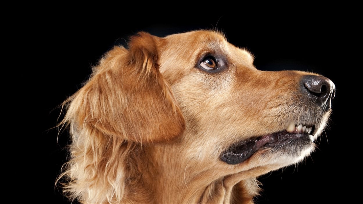 Un golden retreiver Un golden retreiver