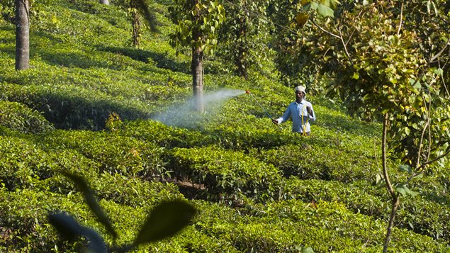 Un travailleur traite des feuilles de thé avec des pesticides en Inde Un travailleur traite des feuilles de thé avec des pesticides en Inde