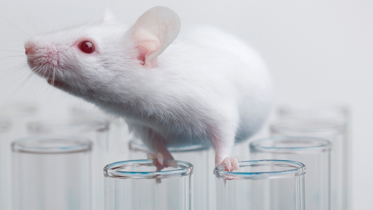 Une souris de laboratoire Une souris de laboratoire