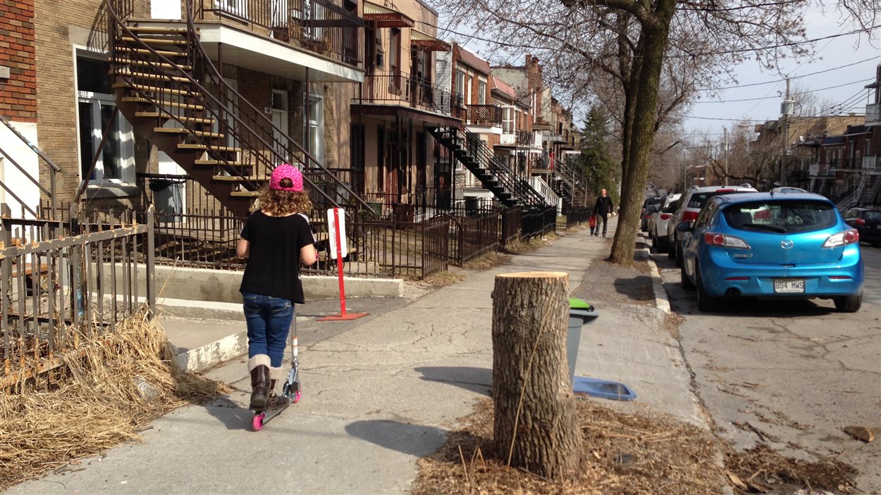 L'agrile du frêne fait des ravages à Montréal. L'agrile du frêne fait des ravages à Montréal.