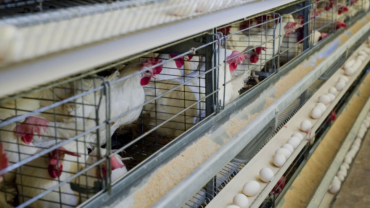 Des poules pondeuses qui sont envoyées à l'abattoir après leur période de productivité Des poules pondeuses qui sont envoyées à l'abattoir après leur période de productivité