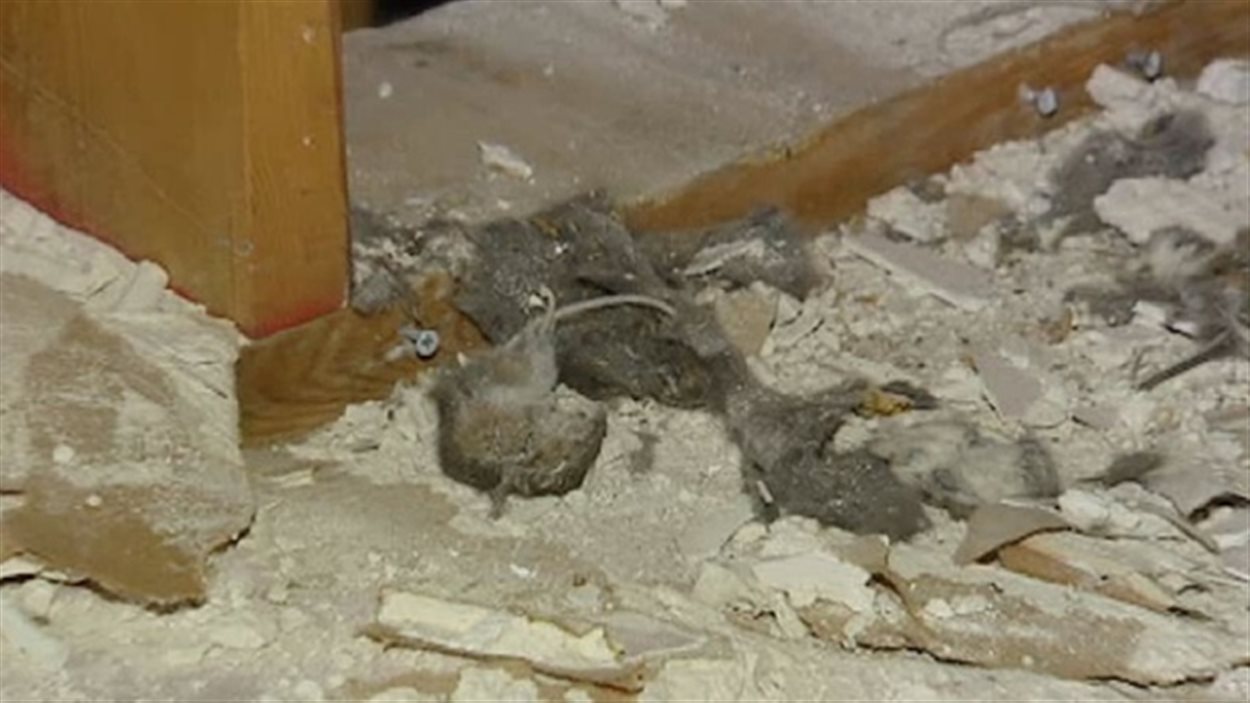 Des Carcasses De Souris Et Des Matieres Fecales Ont Ete Trouvees A Linterieur De Des Carcasses De Souris Et Des Matieres Fecales Ont Ete Trouvees A Linterieur De