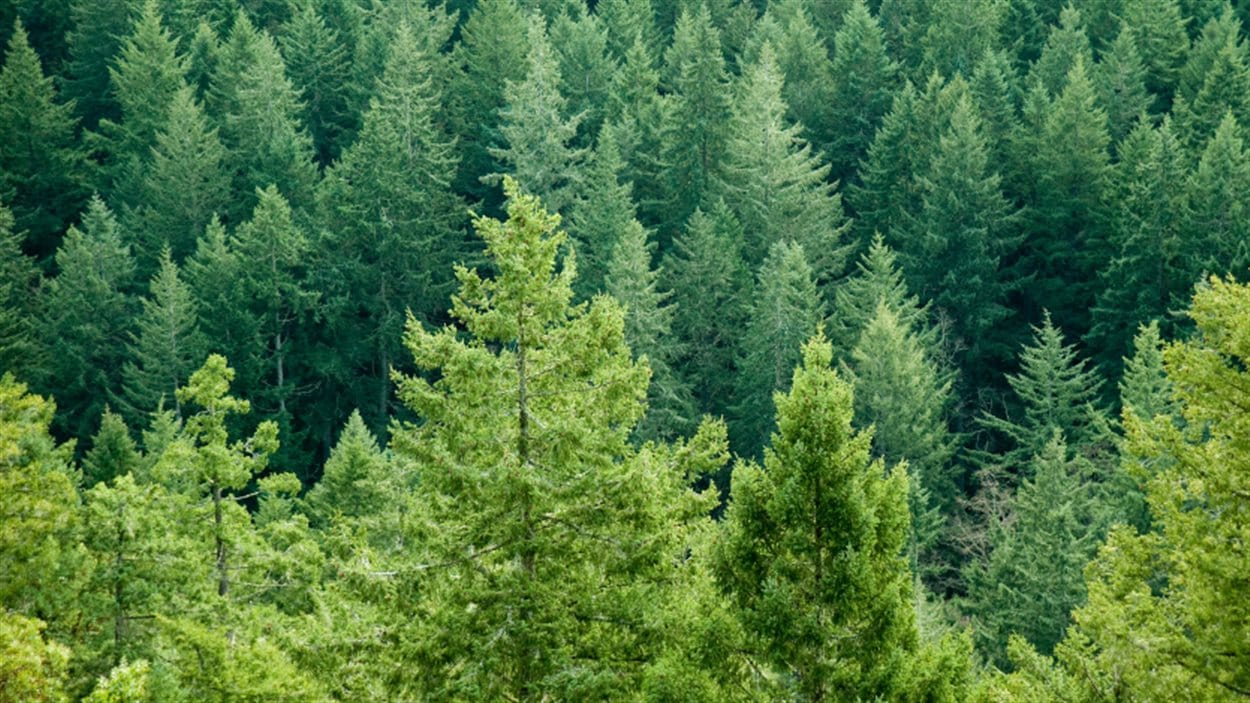 Une forêt. Une forêt.