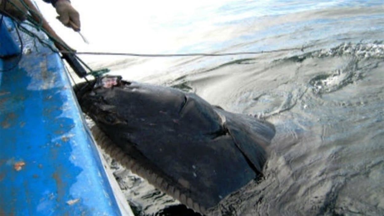 Pêche au flétan Pêche au flétan