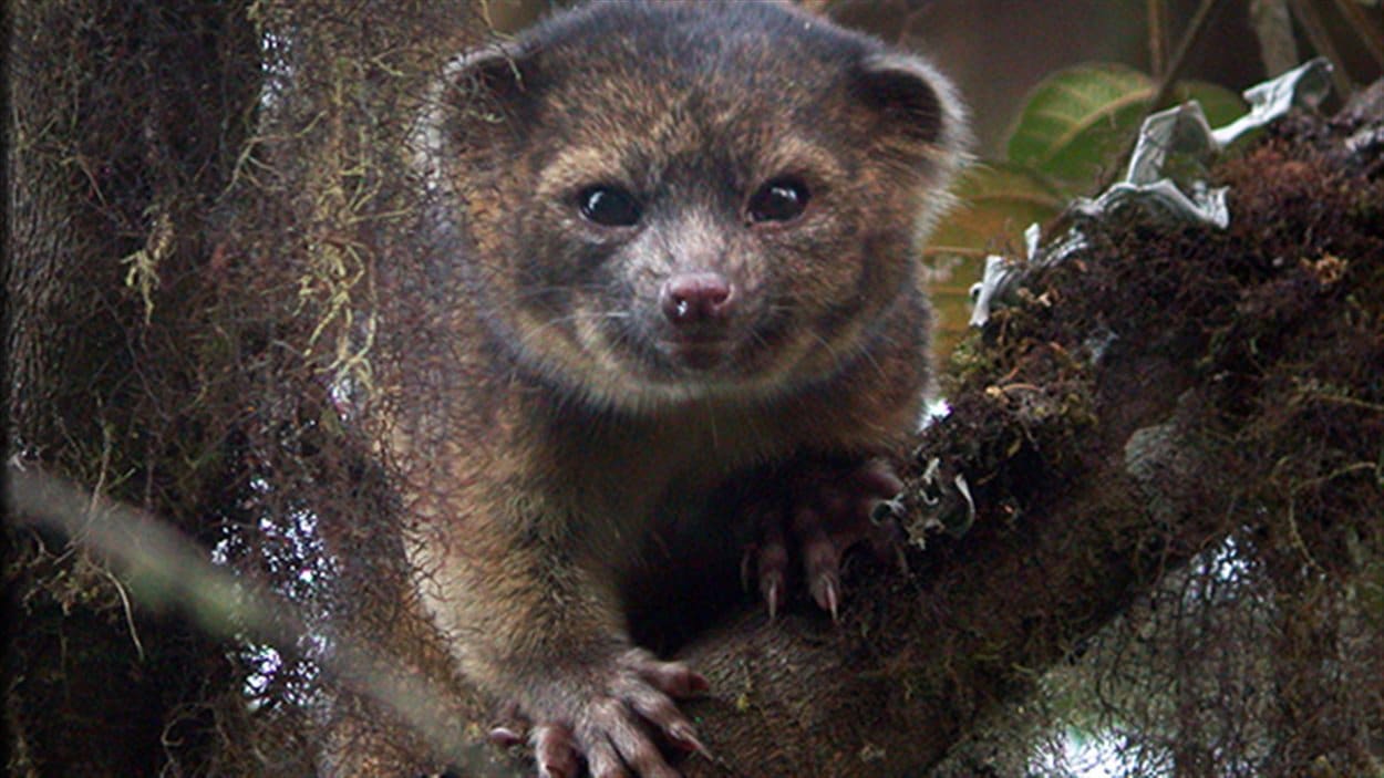 L'olinguito, le chat-ours de 2 kg vivant dans les forêts de Colombie et d'Equateur. Il s'agit du premier mammifère carnivore découvert à l'ouest du méridien de Greenwich depuis 35 ans. L'olinguito, le chat-ours de 2 kg vivant dans les forêts de Colombie et d'Equateur. Il s'agit du premier mammifère carnivore découvert à l'ouest du méridien de Greenwich depuis 35 ans.