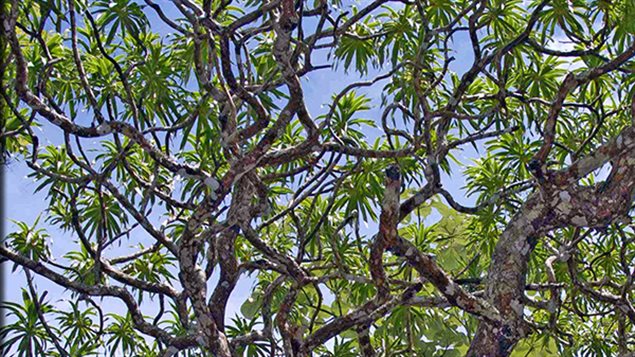 L'arbre-dragon de Thaïlande, qui peut atteindre 12 mètres de haut L'arbre-dragon de Thaïlande, qui peut atteindre 12 mètres de haut