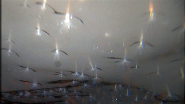 L'anémone vivant sous la glace, en Antarctique L'anémone vivant sous la glace, en Antarctique