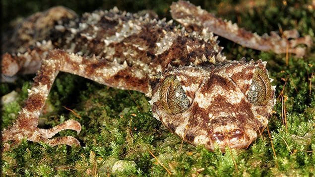 Le gecko à queue plate du nord de l'Australie Le gecko à queue plate du nord de l'Australie