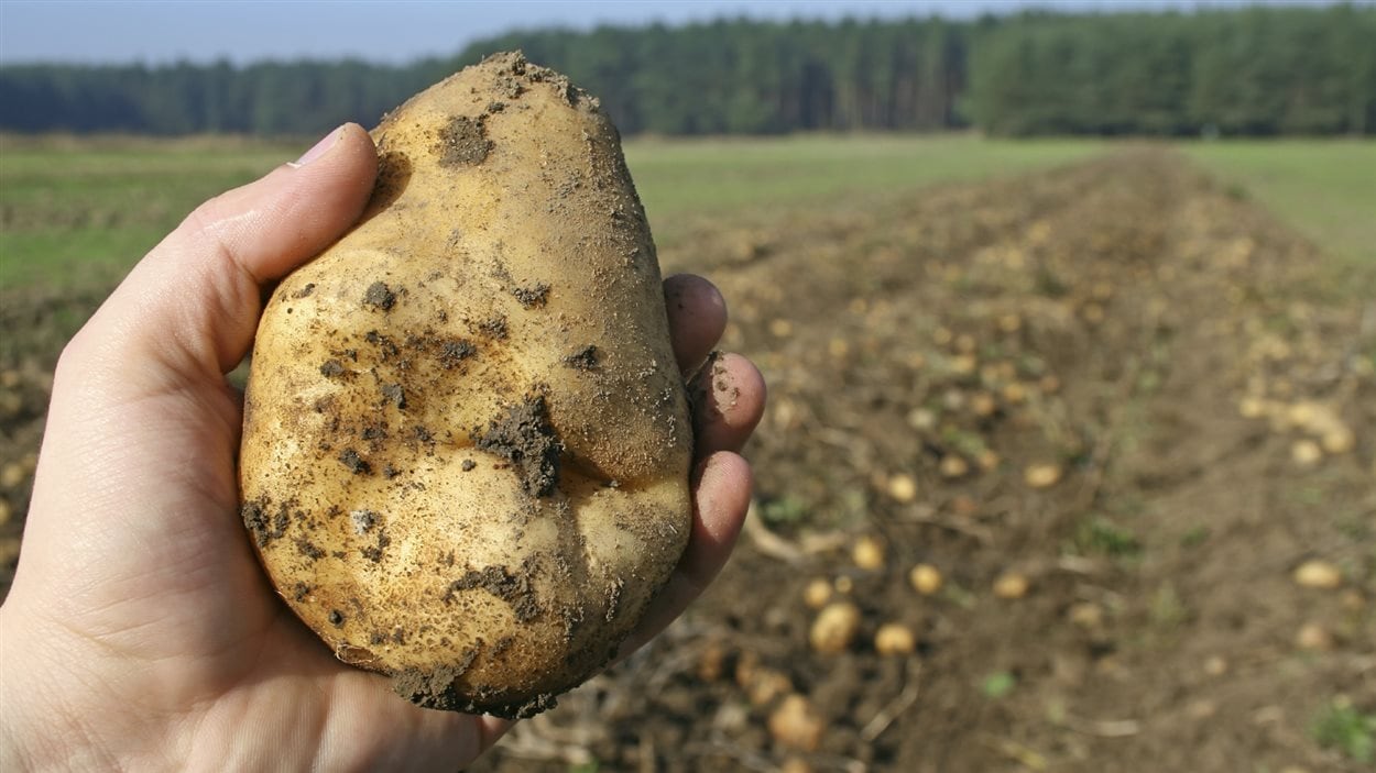 Maladie De La Pomme De Terre Irlande Une maladie de la pomme de terre venue du Mexique | ICI.Radio-Canada.ca