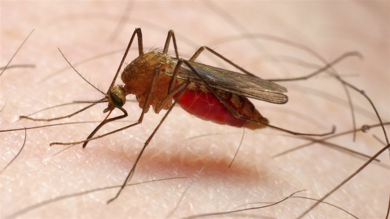  liminer Les Femelles Anoph les Pour Lutter Contre La Malaria ICI 