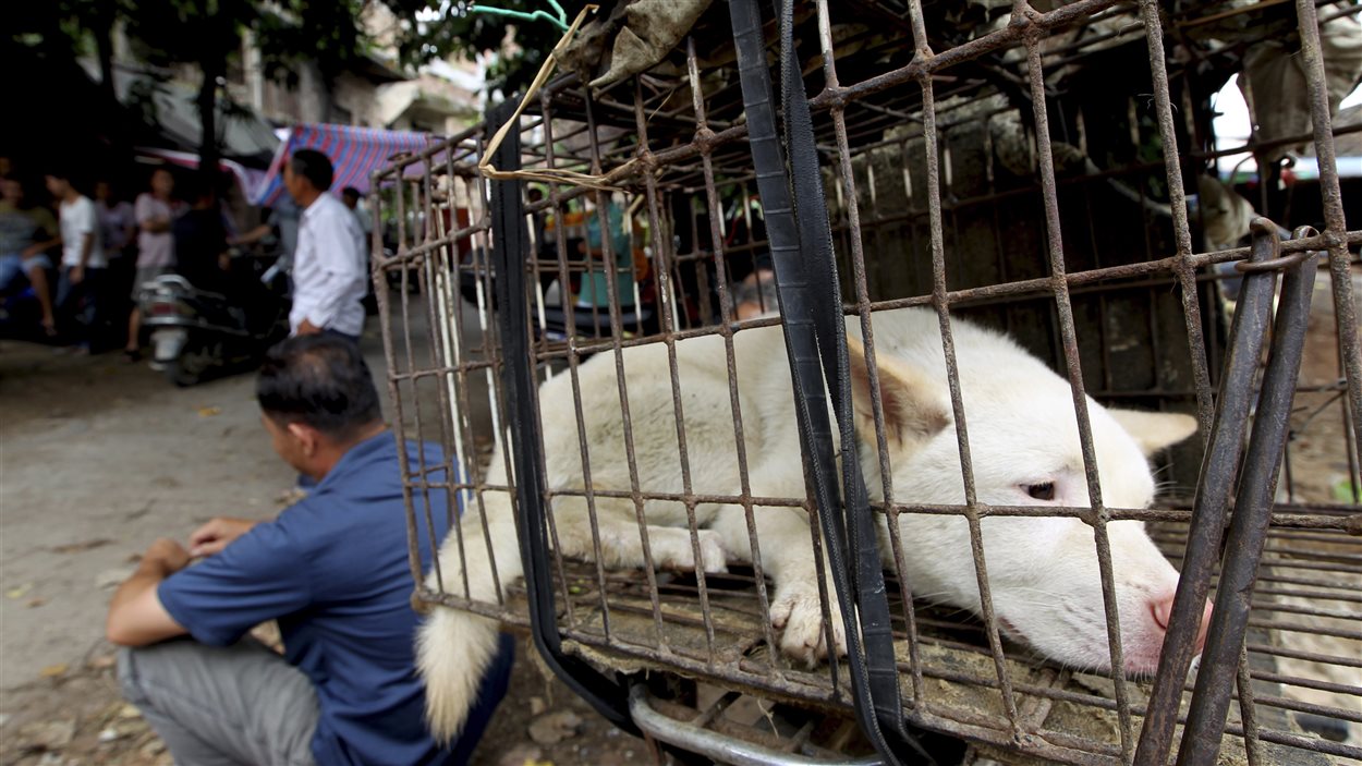 La consommation de viande de chien est au coeur du festival de Yulin. La consommation de viande de chien est au coeur du festival de Yulin.
