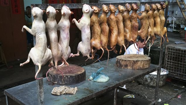 Des chiens à vendre dans un kiosque de Yulin, à quelques jours d'un festival de viande de chien. Des chiens à vendre dans un kiosque de Yulin, à quelques jours d'un festival de viande de chien.