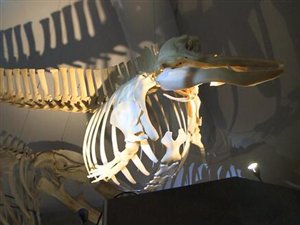 Le Centre d'interprétation des mammifères marins expose 13 squelettes. Le Centre d'interprétation des mammifères marins expose 13 squelettes.