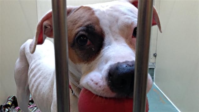 Animaux abandonnés à adopter ICI.RadioCanada.ca