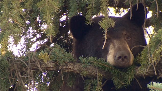 Ours dans un arbre Ours dans un arbre