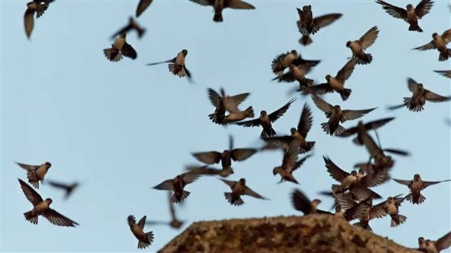 Le retour des martinets ramoneurs à leur cheminée en fin de journée est un spectacle de plus en plus rare au Québec. Le retour des martinets ramoneurs à leur cheminée en fin de journée est un spectacle de plus en plus rare au Québec.