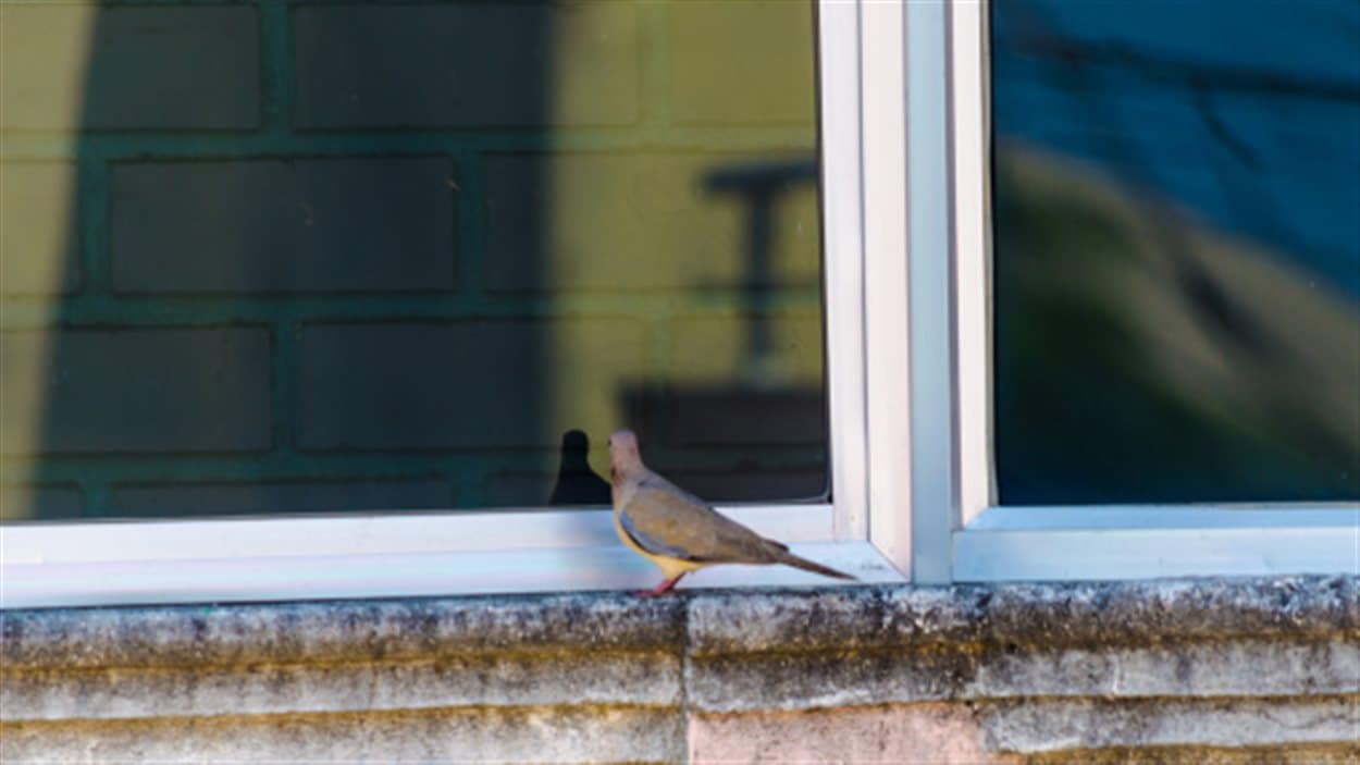 Les oiseaux qui se cognent sur les vitres au cœur d'une étude ICI.RadioCanada.ca Les oiseaux qui se cognent sur les vitres au cœur d'une étude ICI.RadioCanada.ca