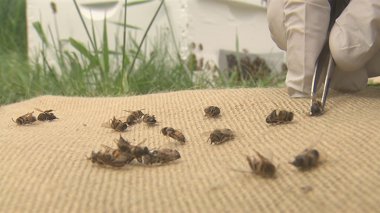 Des abeilles mortes Des abeilles mortes