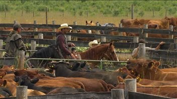Le boeuf canadien Le boeuf canadien