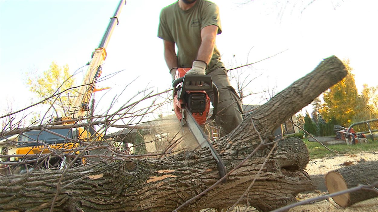 Les résidents se sont regroupés pour partager les frais de l'abattage des arbres malades. Les résidents se sont regroupés pour partager les frais de l'abattage des arbres malades.